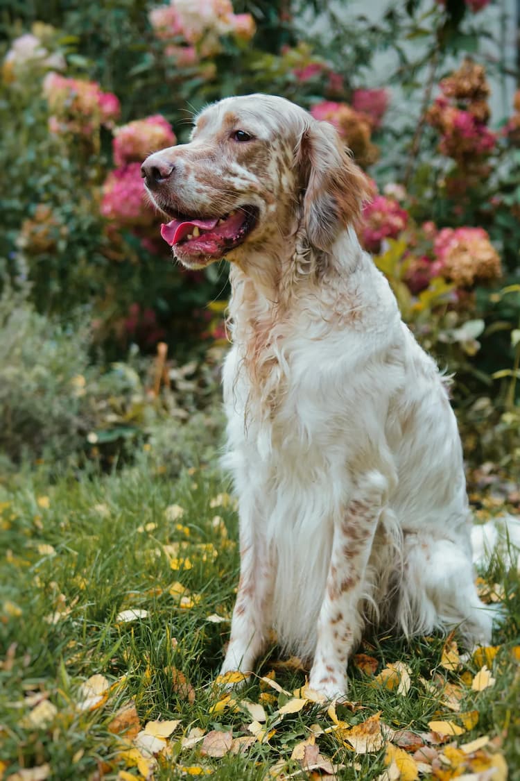 An elegant English Setter with white and tan long fur sits on green grass sprinkled with fallen leaves, basking in the beauty of pink flowers.