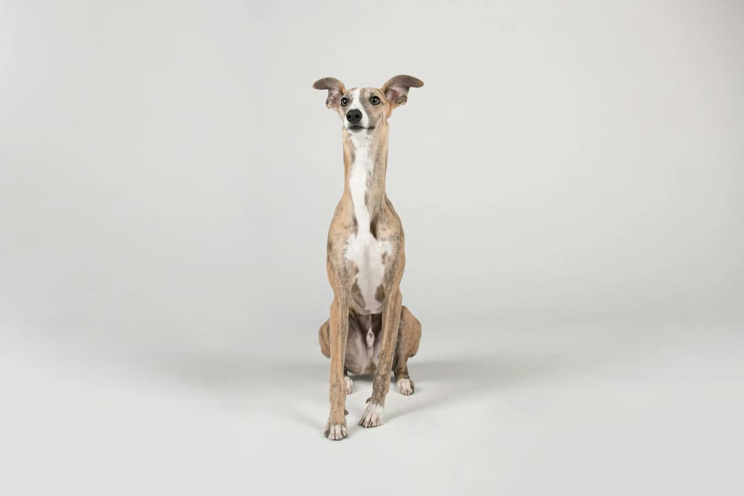 A tan and white Italian Greyhound sits against a plain white background, looking forward.