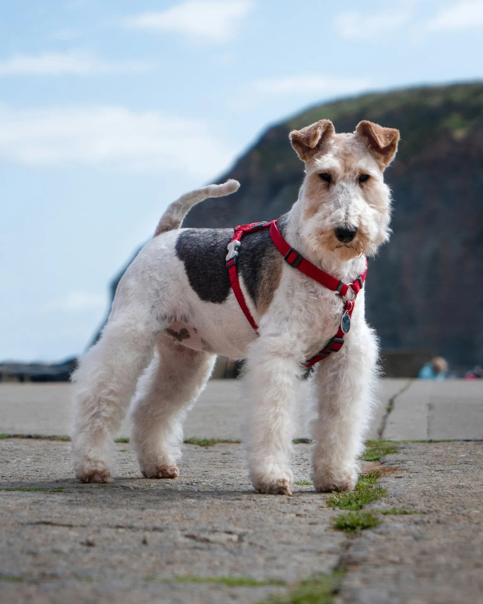 Wire Fox Terrier