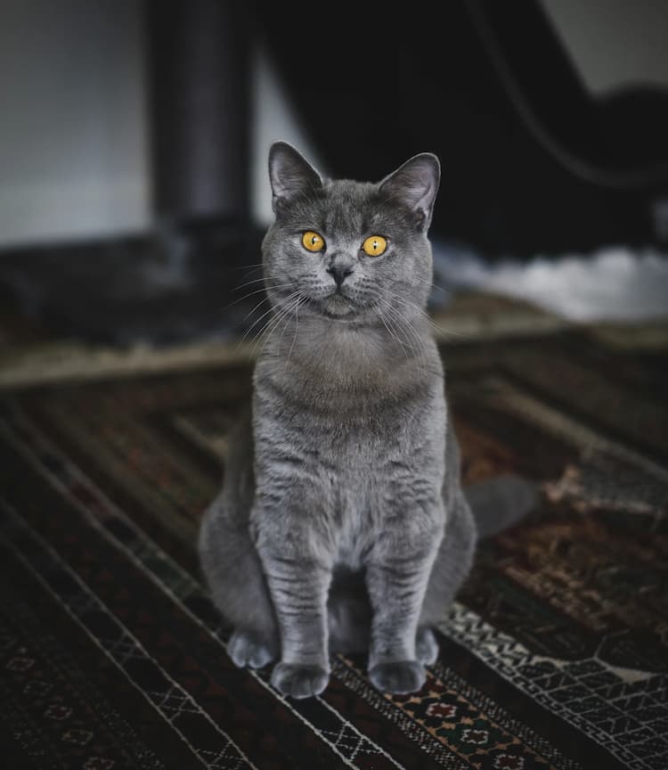 A gray British Shorthair with yellow eyes sits on a patterned rug, looking directly at the camera.