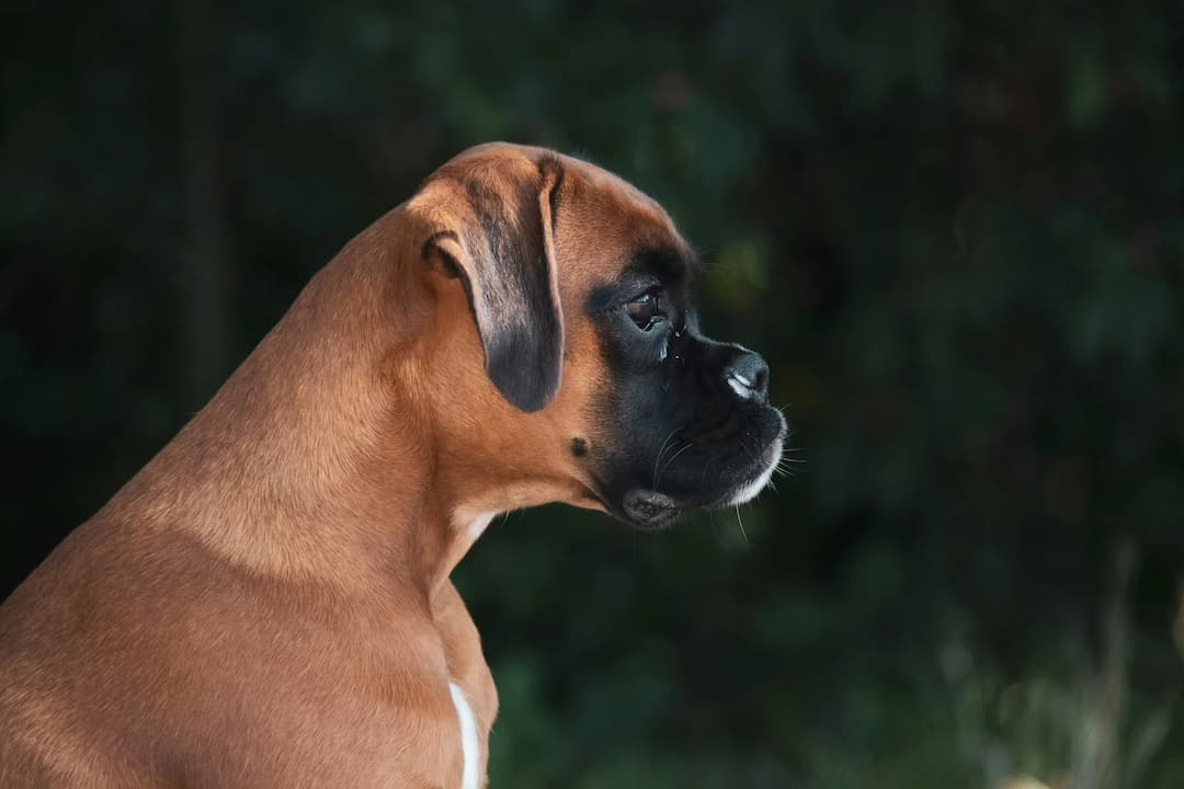 Side profile of a brown Boxer dog with a black snout focused intently on something, set against a dark green leafy background.