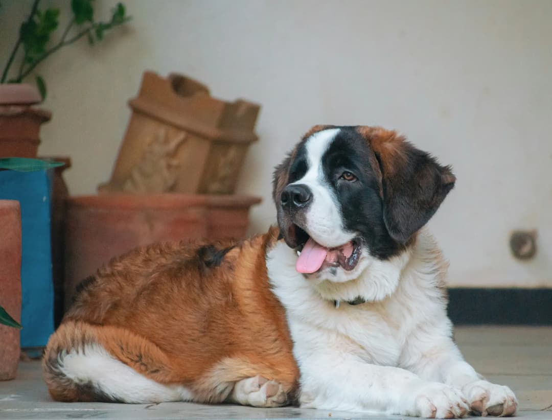 A Saint Bernard lies on the floor with its tongue out, surrounded by potted plants and a white wall in the background.