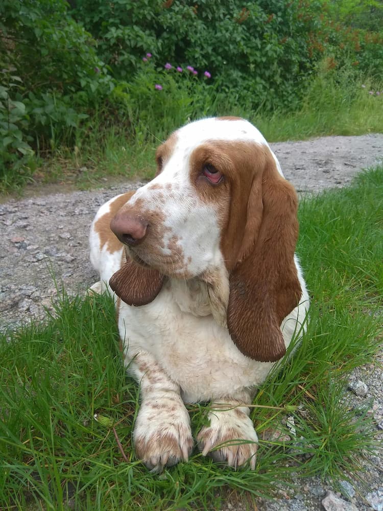 A Basset Hound with droopy ears and brown and white fur lies on the grass beside a dirt path, surrounded by greenery.