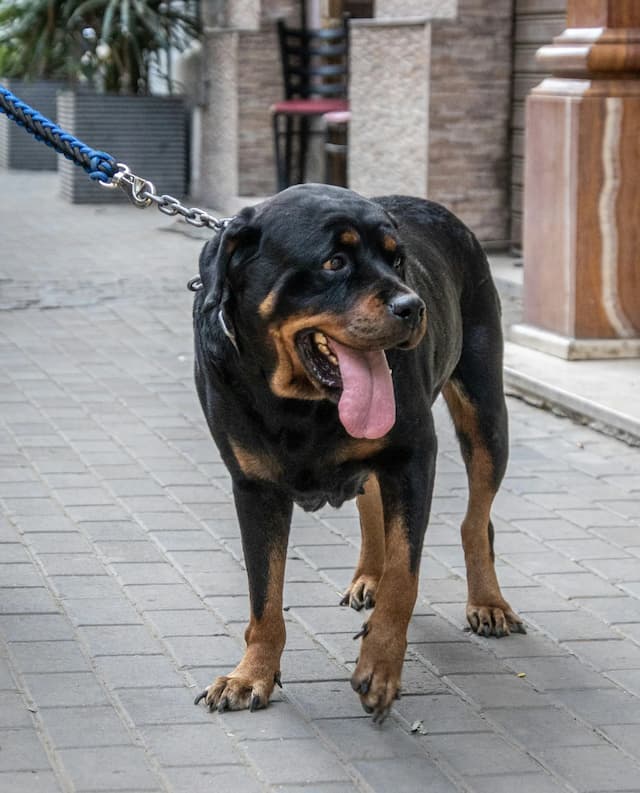 A Rottweiler on a blue leash stands on a cobblestone street, panting with its tongue out.