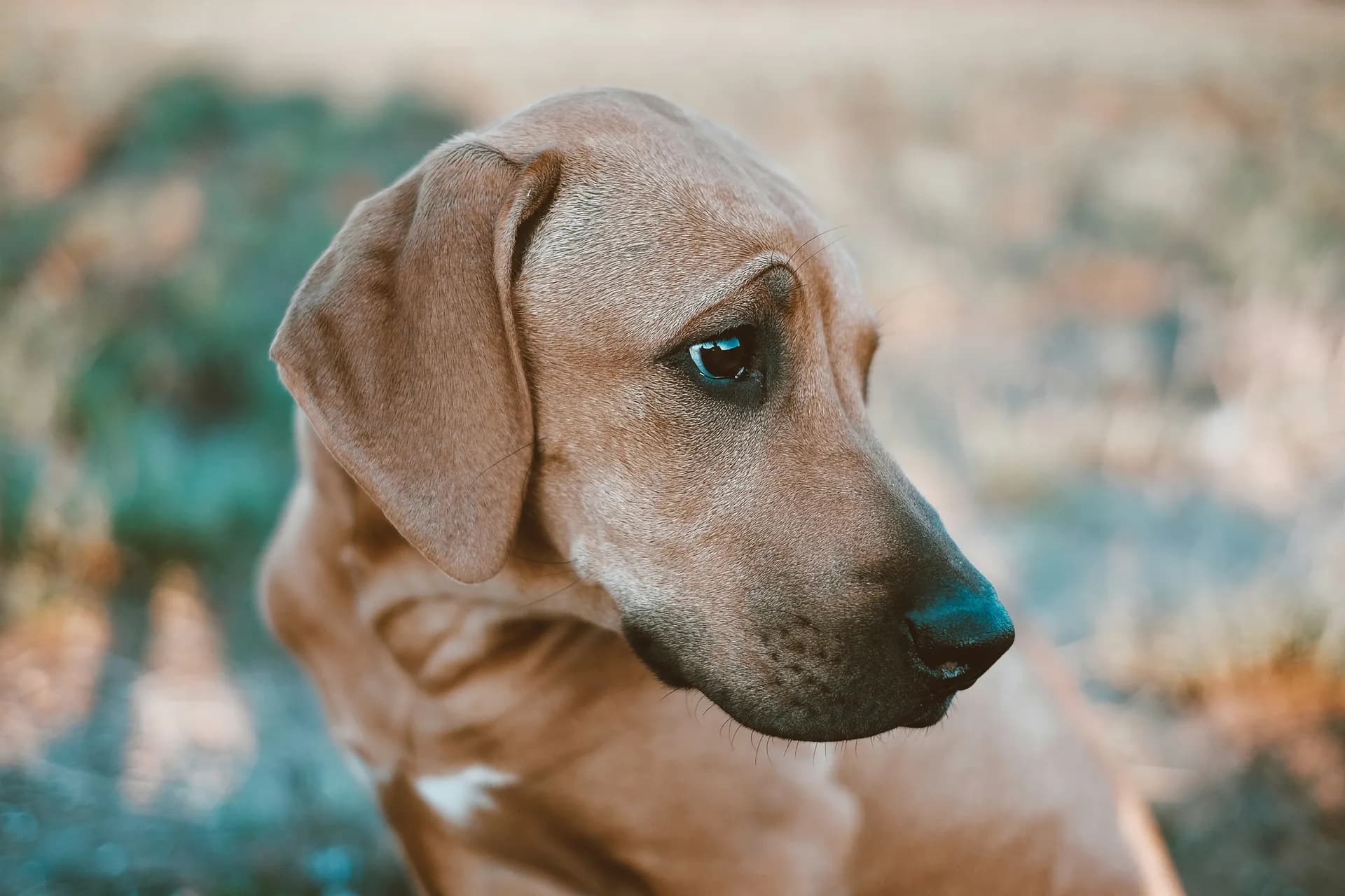 Rhodesian Ridgeback