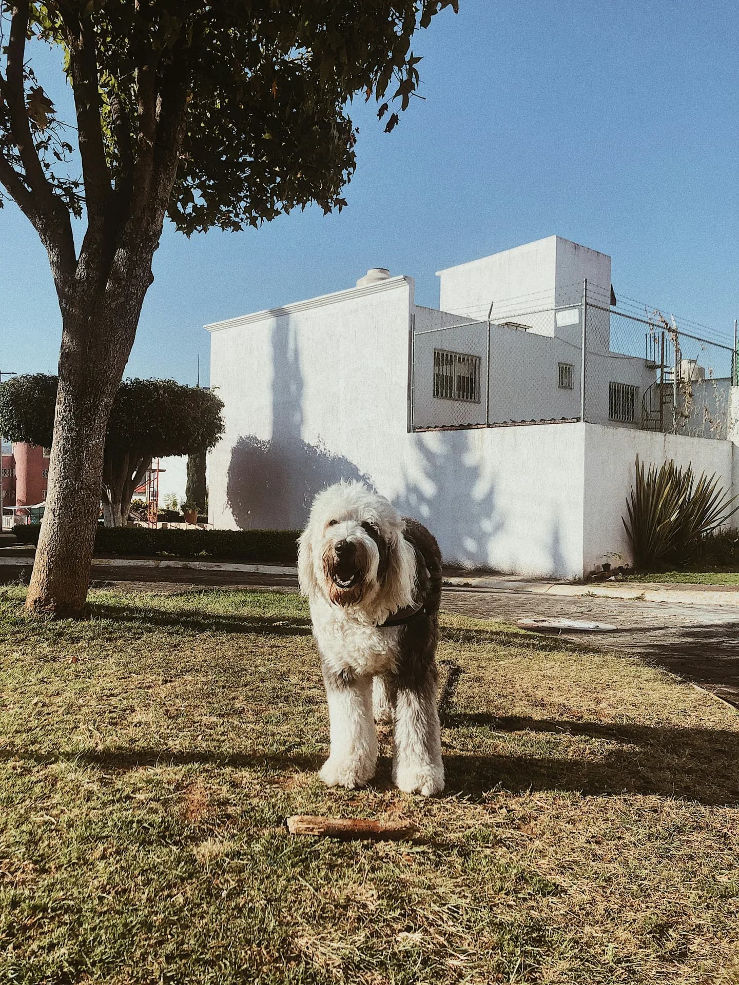 Old English Sheepdog