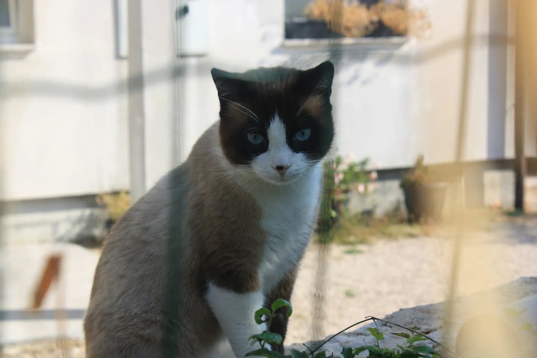 A Snowshoe cat with blue eyes and a brown coat sits outdoors, against a backdrop of blurred buildings and plants.