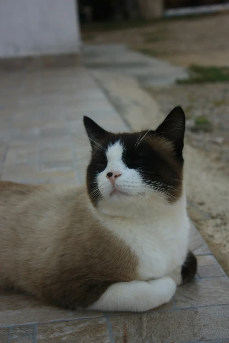 A brown and white Snowshoe cat with black markings on its face is lying down on a tiled outdoor surface, looking off to the side.