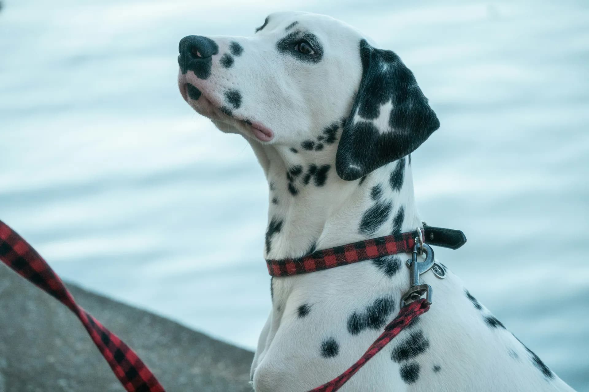 Dalmatian