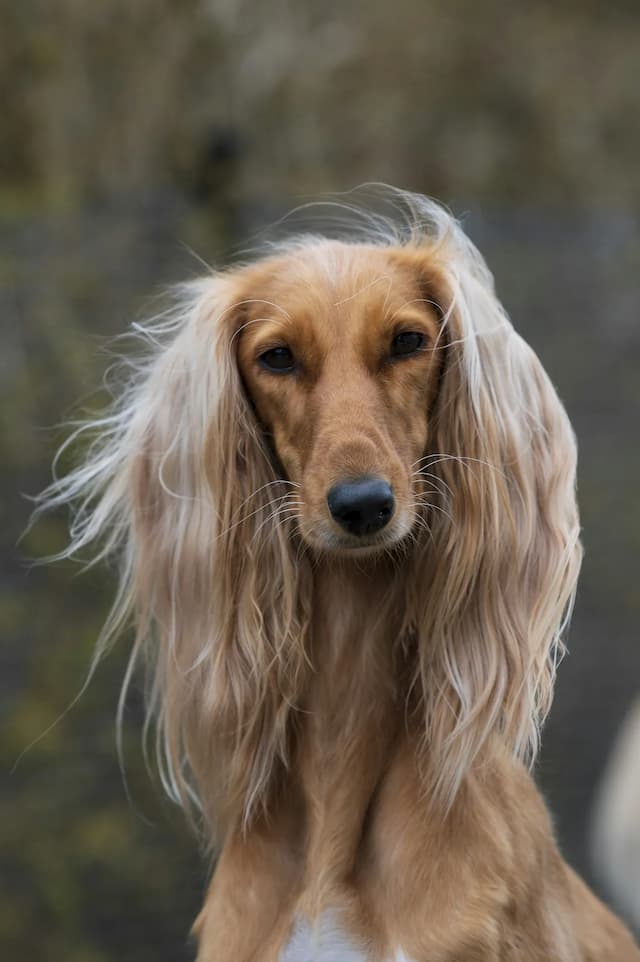 Close-up of a long-haired, light-brown Saluki with droopy ears standing outdoors with a blurred background.