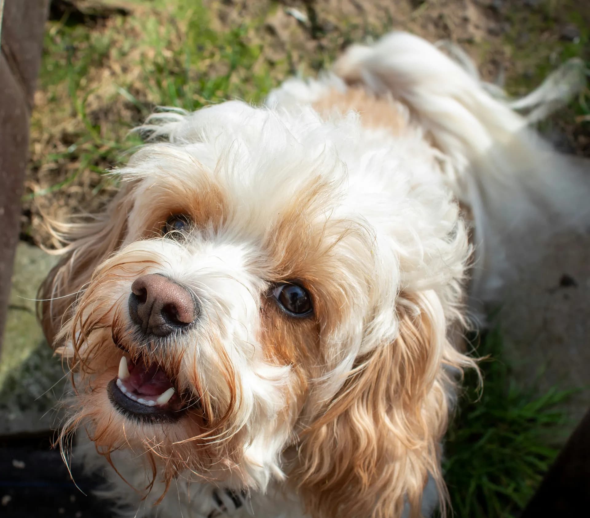 Cavachon