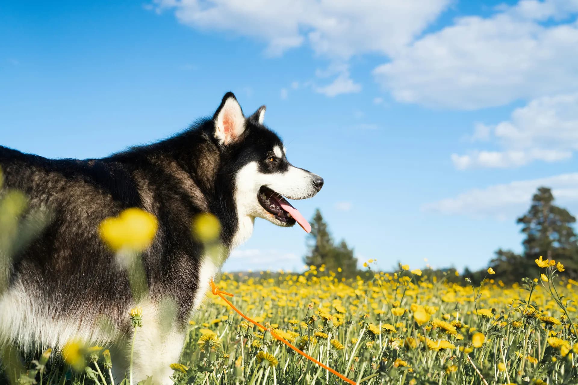 A black and white Alaskan Malamute with its tongue out stands in a field of yellow flowers under a blue sky with scattered clouds.