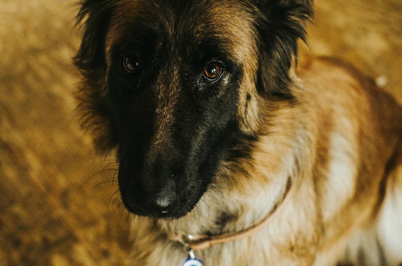 A close-up of a Belgian Tervuren with dark brown fur and black markings. The dog is looking directly at the camera, wearing a light-colored collar with a tag. The background is a blurred, earthy tone.
