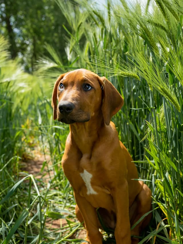 A brown Rhodesian Ridgeback with a white patch on its chest sits in a field of tall green grass, looking slightly upward.