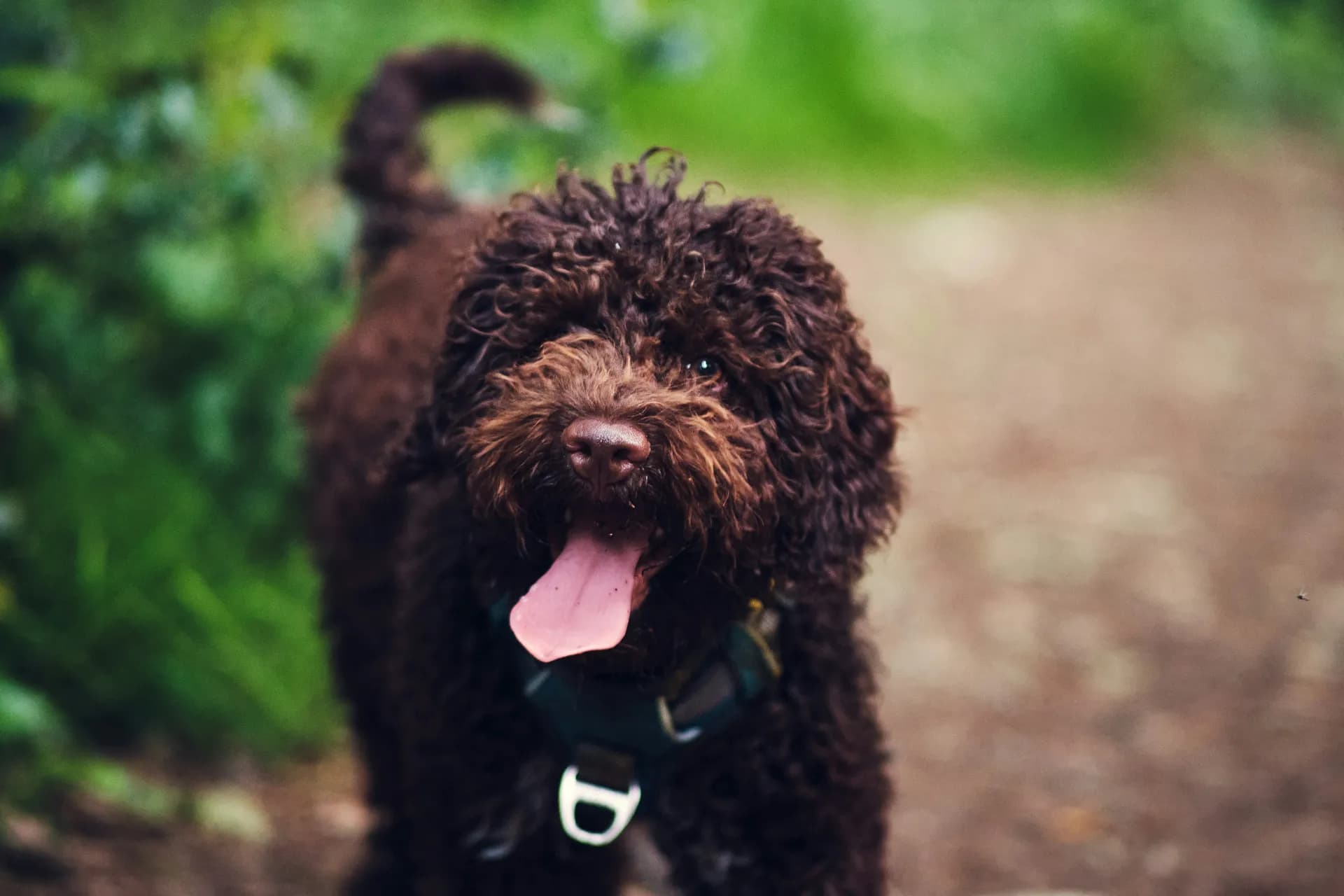 Lagotto Romagnolo