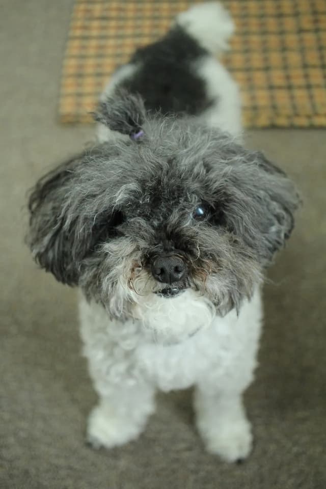 A small black and white Toy Poodle with curly fur stands on a carpet, facing the camera. The dog has a tuft of fur tied up on its head with a purple band.