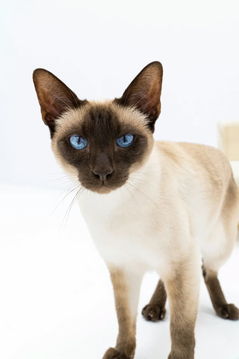 A Siamese cat with striking blue eyes and a beautiful beige-and-brown coat stands confidently on a white background, looking directly at the camera.