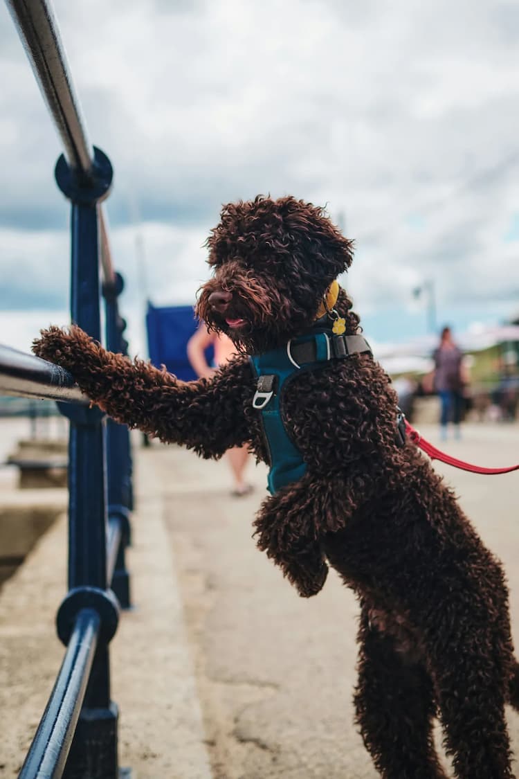 A brown, curly-haired Lagotto Romagnolo stands on its hind legs while looking over a railing on a waterfront promenade. The dog is wearing a harness and leash.