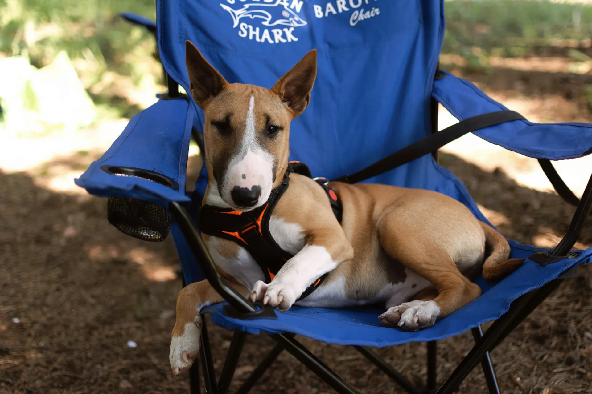 A tan and white Miniature Bull Terrier with a black harness lounges on a blue folding chair outdoors.