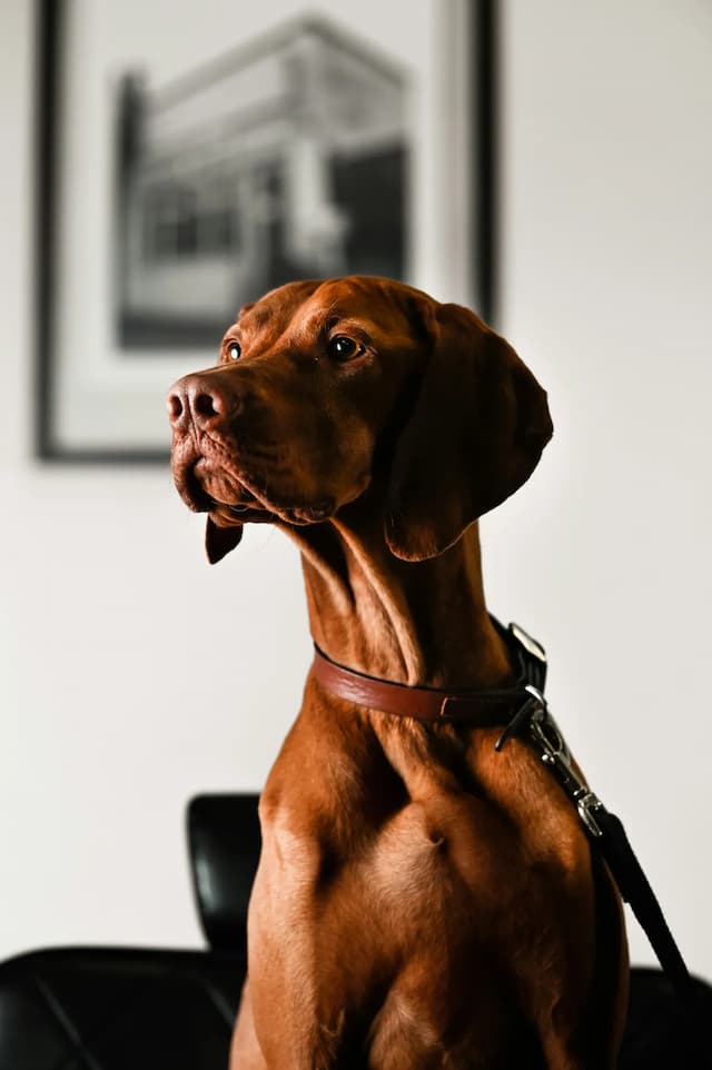 A Vizsla with a leather collar and leash sits indoors, looking off to the side. A framed black and white picture hangs on the wall in the background.