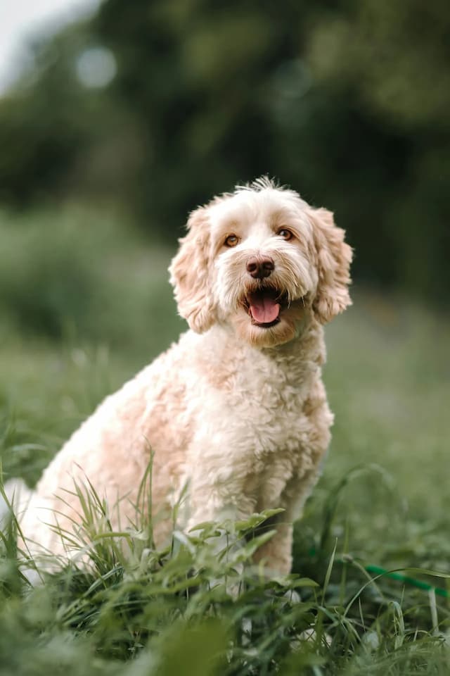 A light-colored Labradoodle with curly fur sits in a grassy field, looking forward with its mouth open and tongue out. The background is blurred greenery.