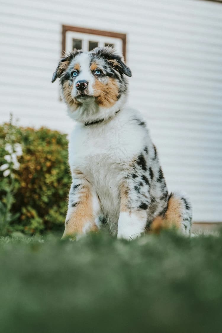 A young dog, an Australian Shepherd puppy with blue eyes and a tricolor coat, sits on the grass in front of a white house with a window.