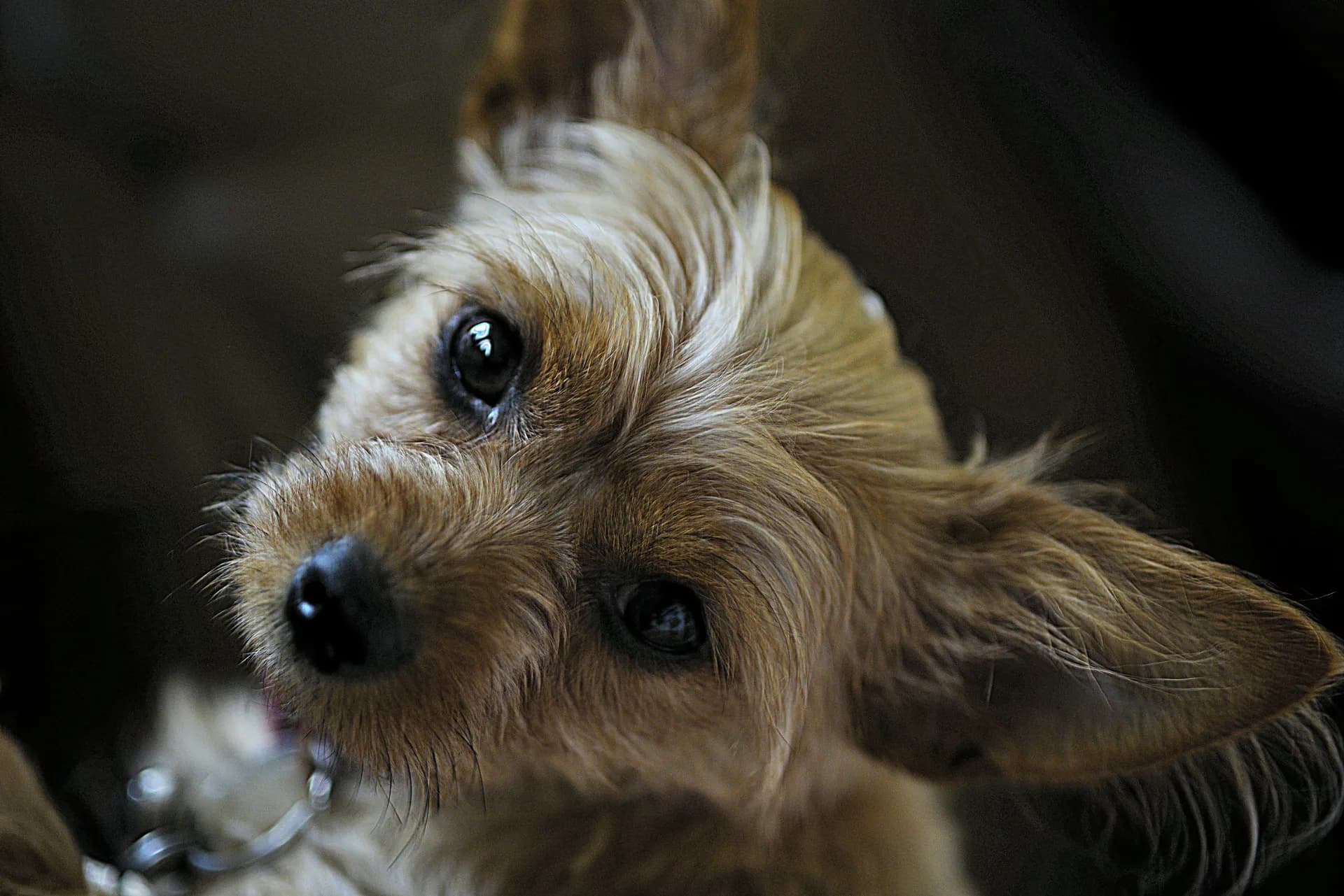 A pne-year-old Chorkie looking at the camera.