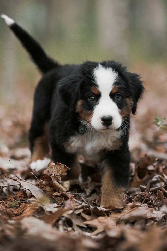 A Bernese Mountain Dog puppy with a black, white, and brown coat walks through fallen leaves in a wooded area.