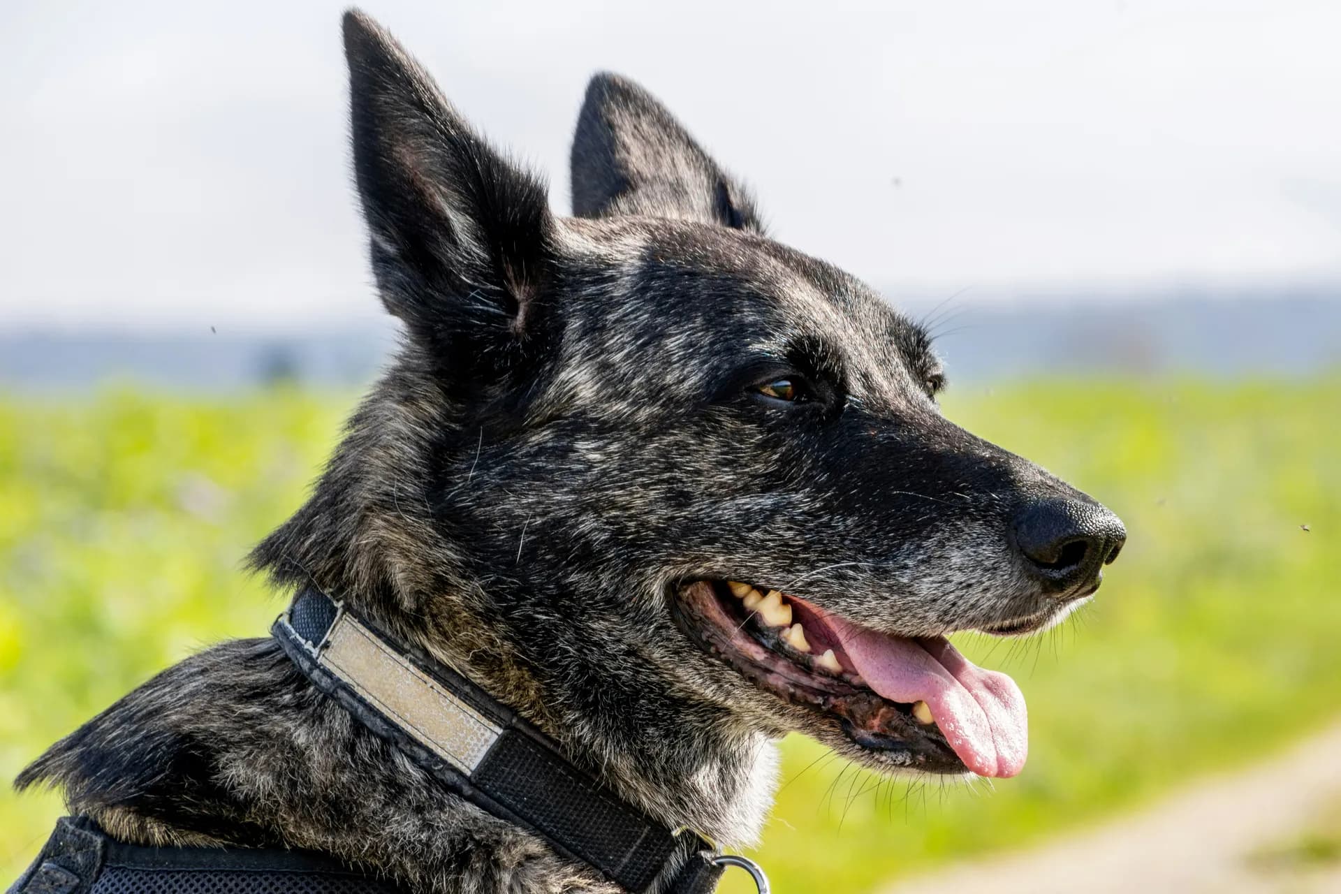 Dutch Shepherd