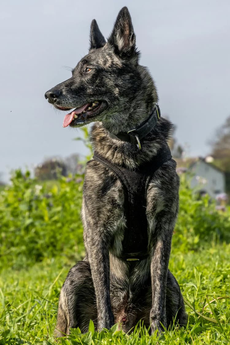 A dark-colored Dutch Shepherd with a brindle coat wearing a black harness sits in a grassy field, looking to the left with its tongue out. Trees and a building are visible in the background.