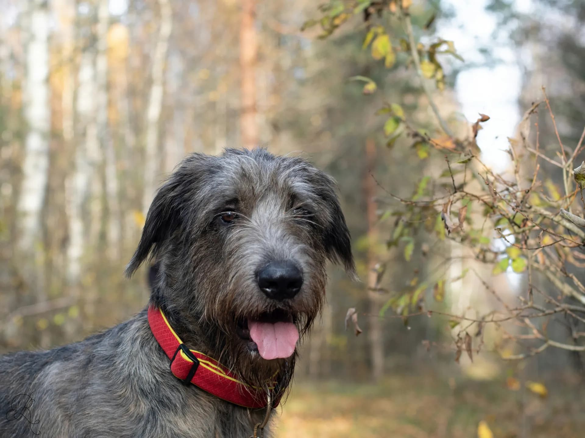 An Irish Wolfhound with a red collar stands on a forest path, surrounded by trees with autumn foliage. The dog's tongue is out, and it appears to be panting.