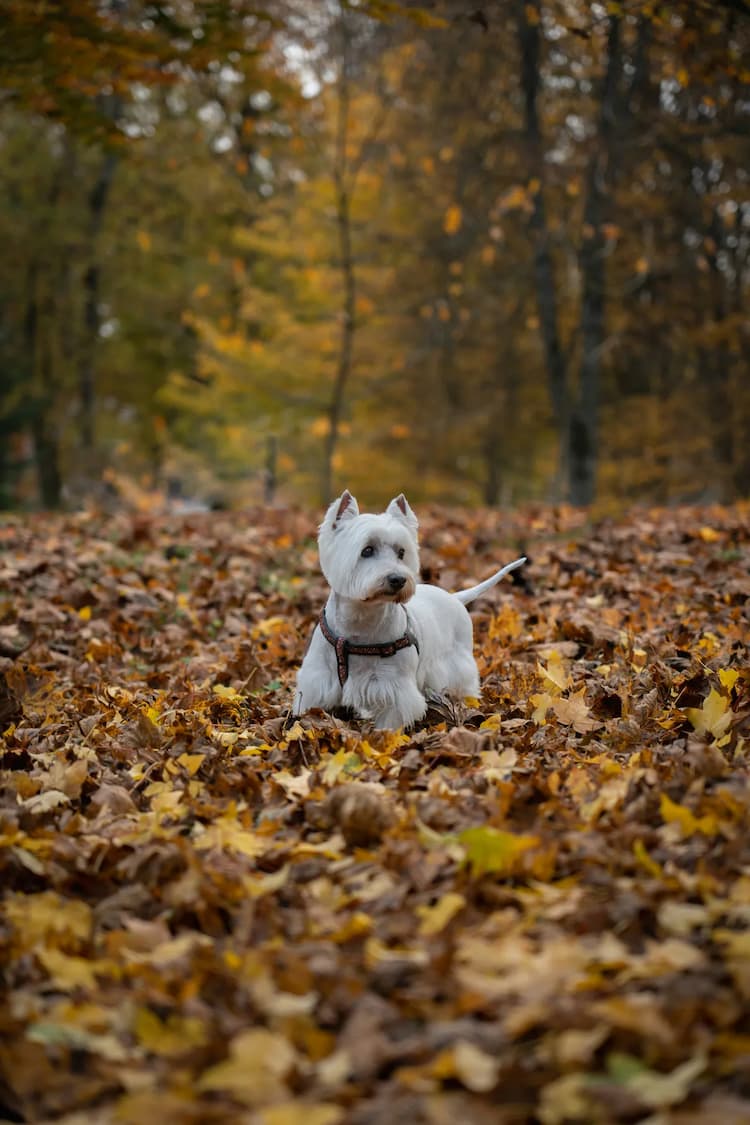 A small West Highland White Terrier with a collar stands amidst fallen autumn leaves in a wooded area, trees rising majestically in the background.