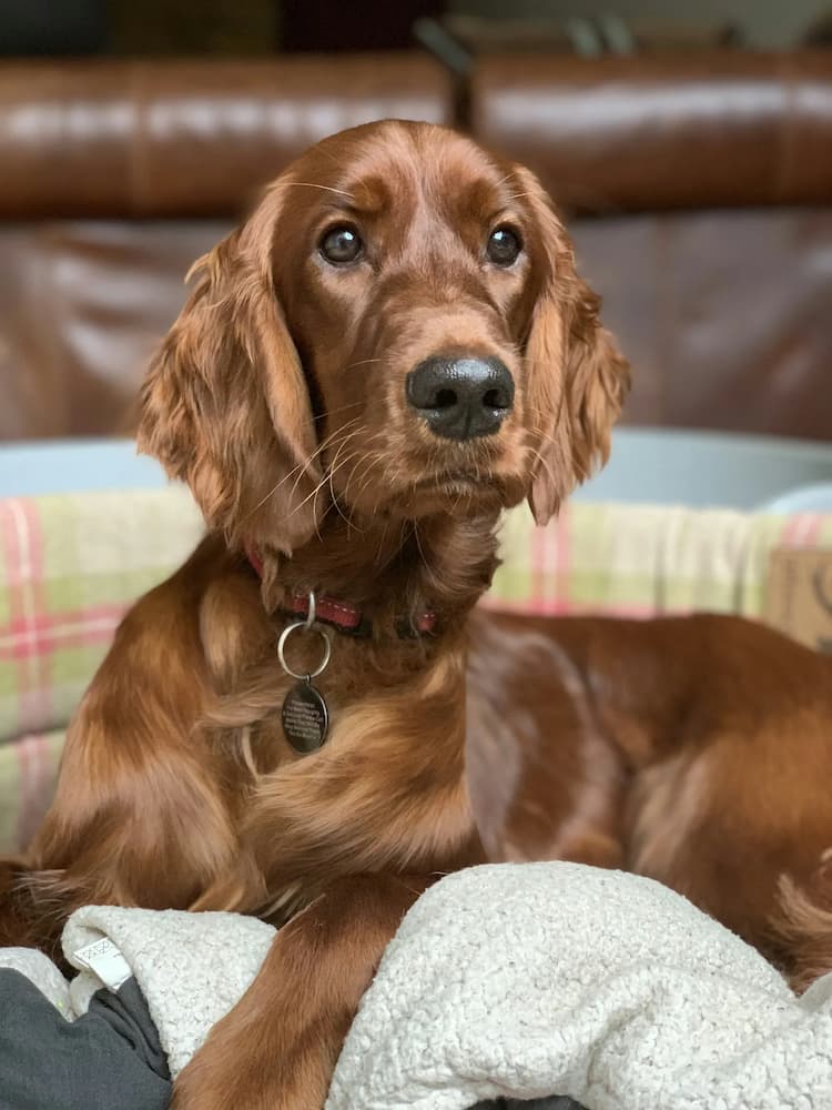 An Irish Setter with a collar sits on a couch, looking forward. The background shows a plaid blanket and a leather couch.