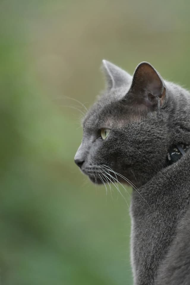 A close-up side profile of a gray Russian Blue cat with a focused expression. The cat is wearing a collar, and a blurred green background accentuates its sleek fur.