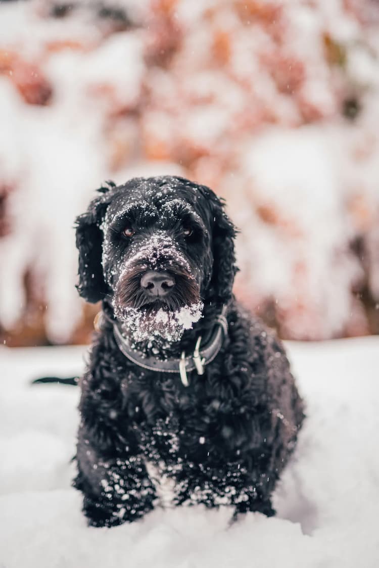 A black Portuguese Water dog with curly fur stands in the snow, adorned with snowflakes on its nose and face, against a white and orange blurred background.