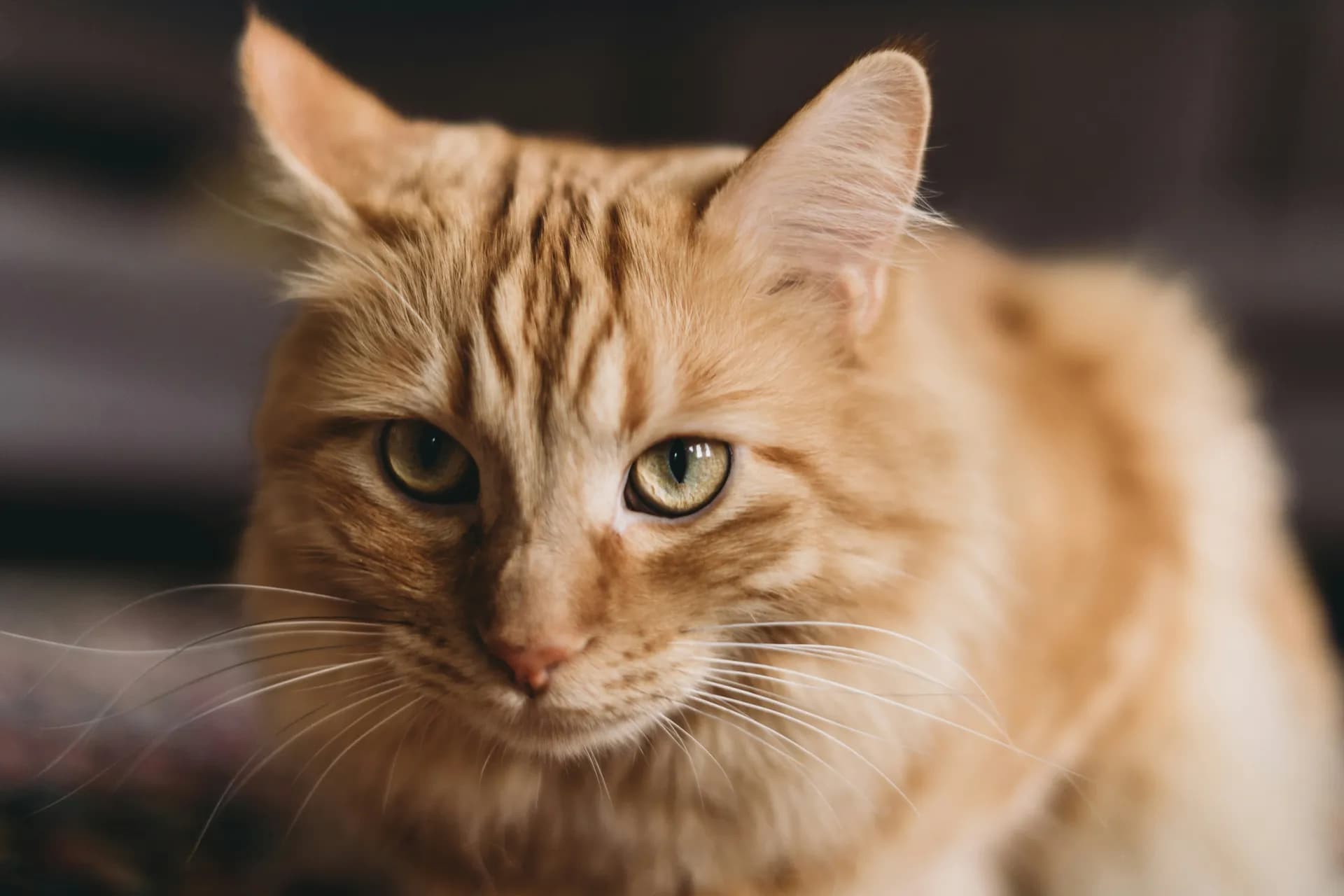 A close-up of an orange tabby cat with green eyes staring directly at the camera. The fur is fluffy and light-colored, with darker stripes on the head and face, resembling a Norwegian Forest cat.