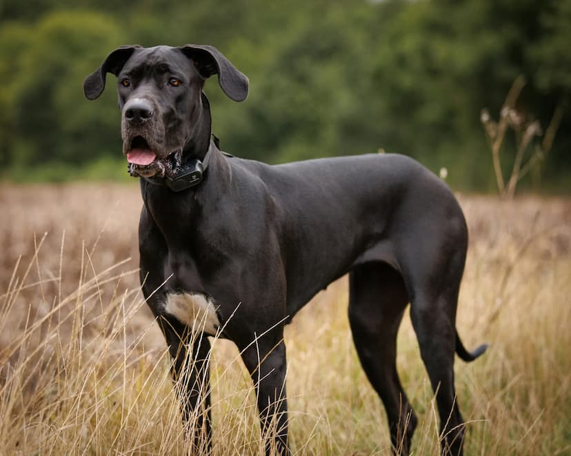 A black Great Dane dog standing in a field of tall grass.