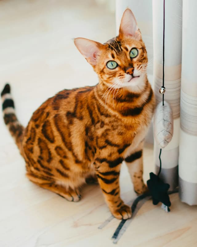 A Bengal cat with a spotted and marbled coat stands on a wooden floor, looking up. Next to the Bengal is a toy with a feather and star hanging from a string attached to curtains.