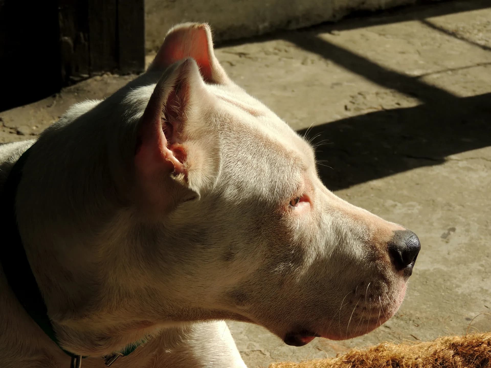 Dogo Argentino