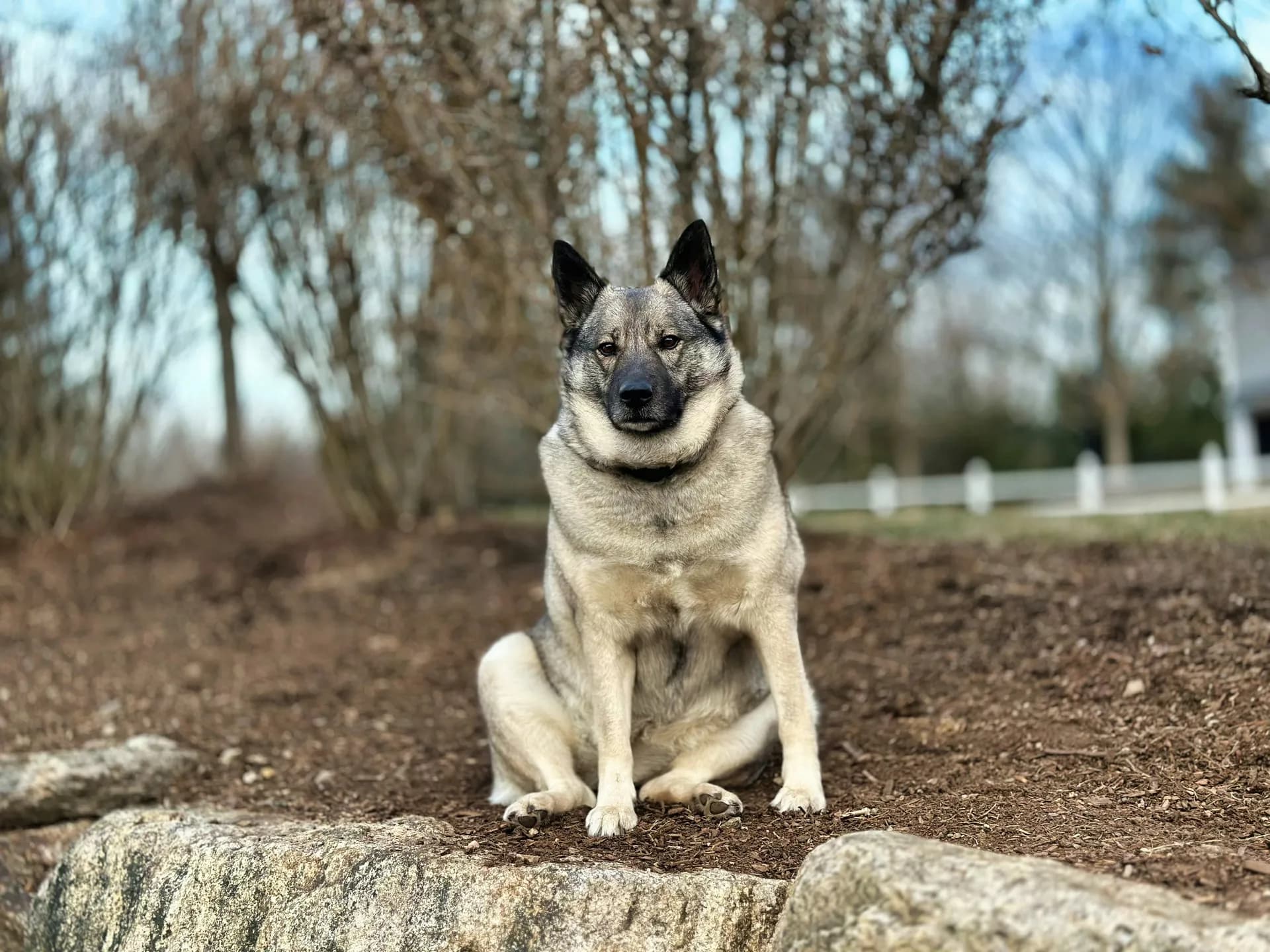 A Norwegian Elkhound with gray and black fur sits on a rocky surface outdoors, surrounded by bare trees and a clear sky in the background.