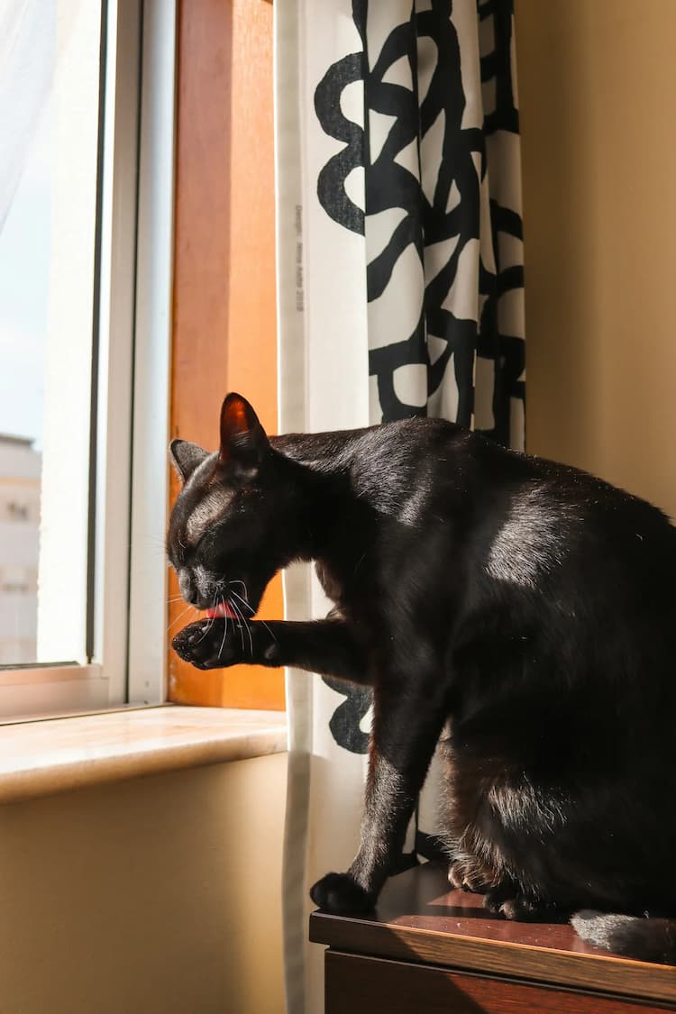 A black Bombay cat sits by a window, grooming its left paw with sunlight streaming in and black-and-white patterned curtains visible in the background.