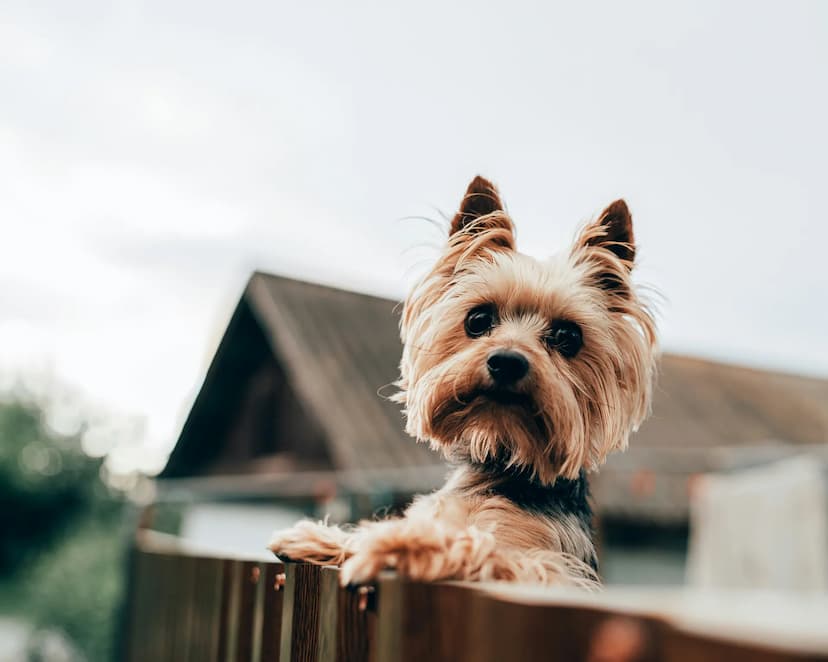 A small Yorkshire Terrier with tan and black fur stands on its hind legs, front paws on a wooden fence, looking directly at the camera. A house with a gabled roof is blurred in the background.