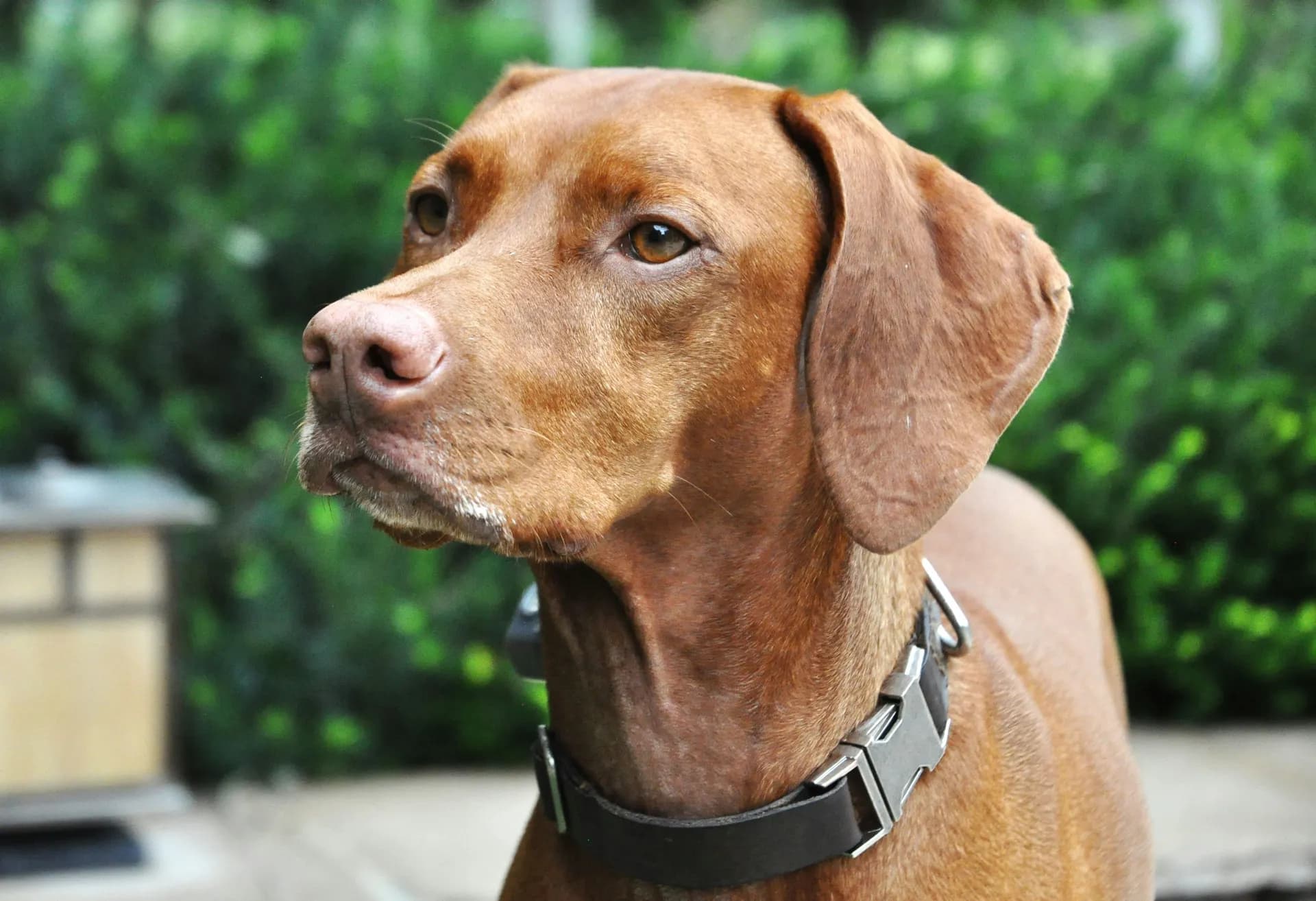 A Vizsla with short brown fur and a black collar looks attentively to the side, framed by a blurred green background.