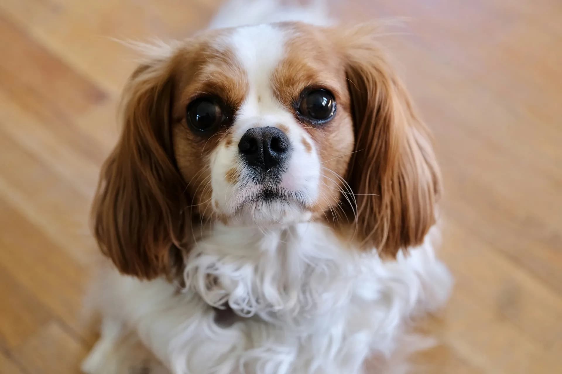 Cavalier King Charles Spaniel