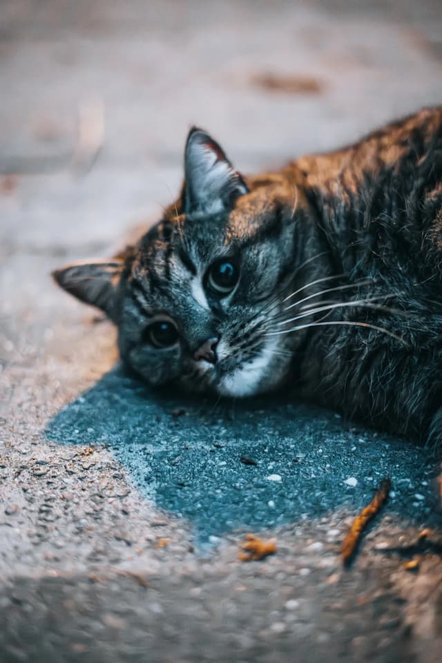 A close up of a Manx cat laying on the ground.