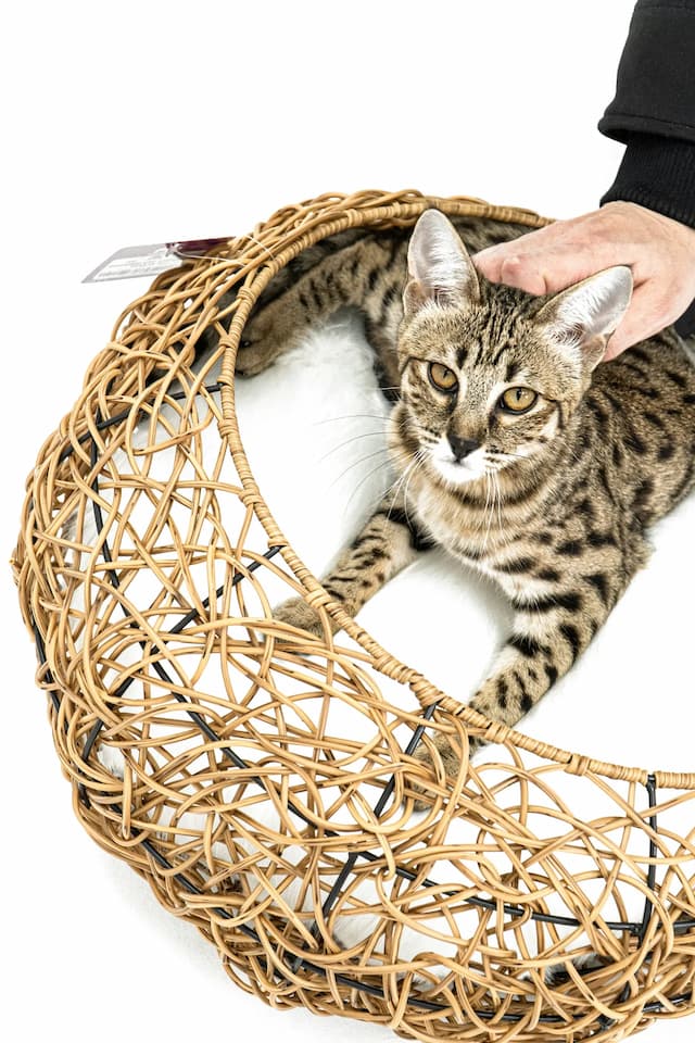 A Savannah cat with a spotted coat sits inside a circular wicker basket while being petted by a person.