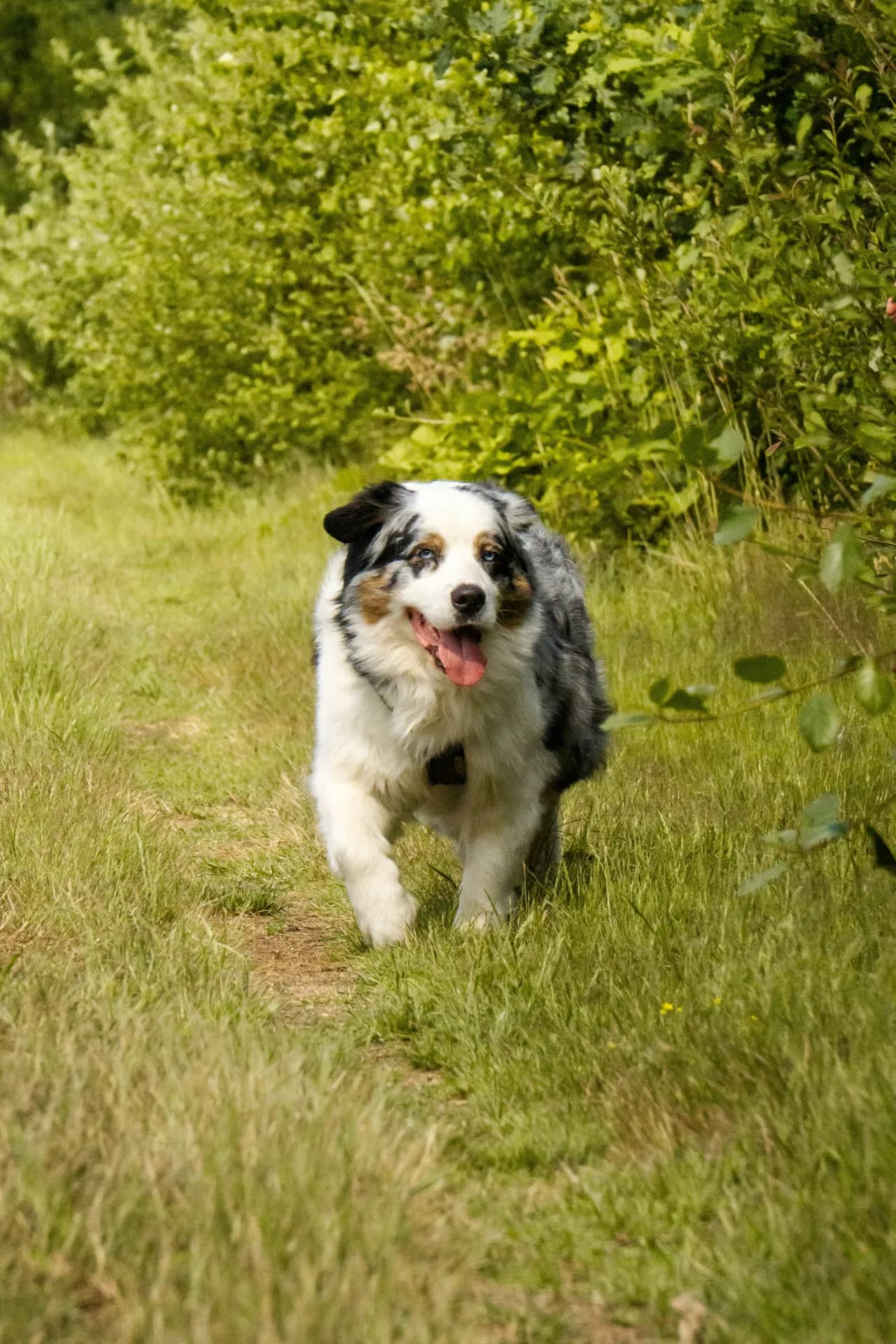 Australian Shepherd