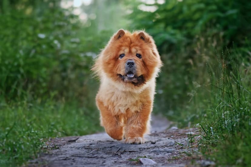 A fluffy Chow Chow dog confidently walks towards the camera on a narrow path surrounded by lush greenery.