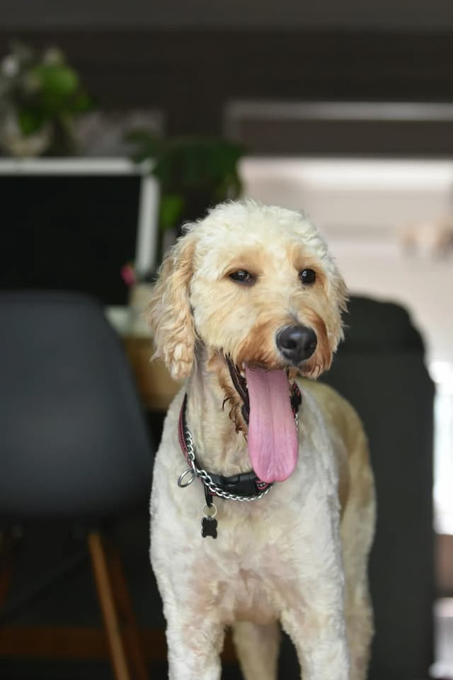 A light-colored Goldendoodle with curly hair stands indoors, its tongue hanging out, wearing a black collar with a dog tag. The background shows a dark chair and part of a table.