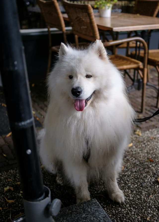 A fluffy white Samoyed with a leash sits in an outdoor cafe area, surrounded by tables and chairs.